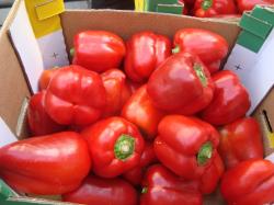 Russia’s veterinary and phytosanitary authority Rosselkhoznadzor says more than 25 tons of peppers from Israel were detained at the Black Sea port Novorossiysk due to fear of the spread of the western flower thrip.