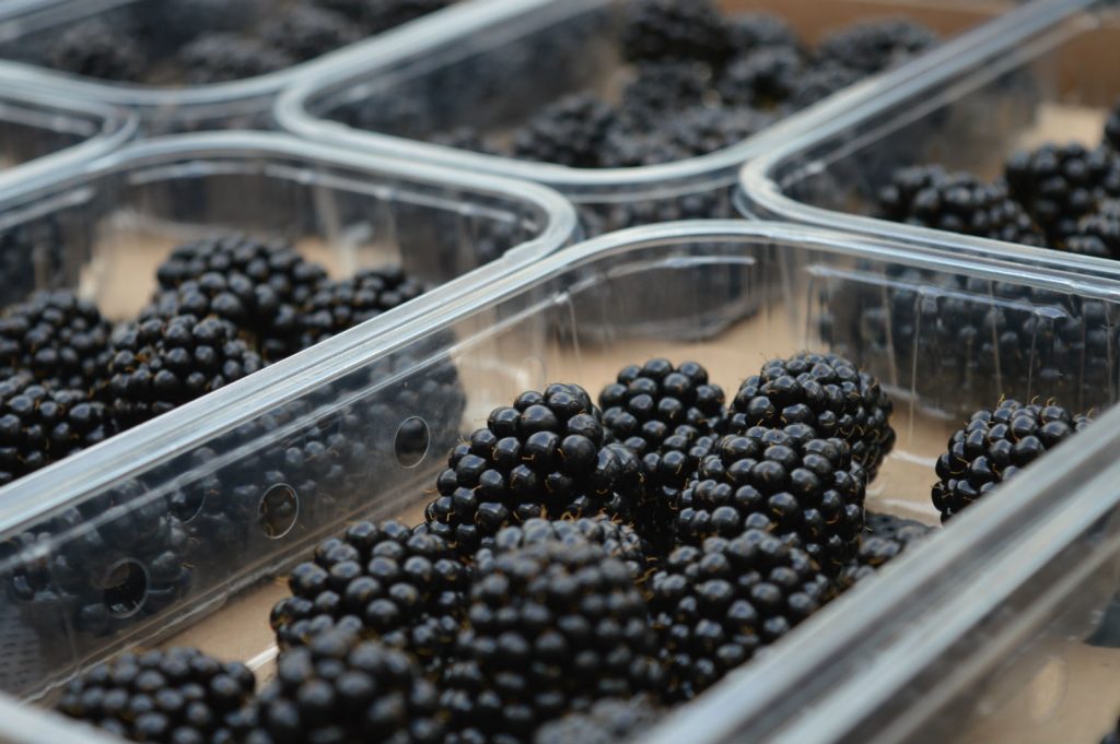 Berry company Driscoll’s says taking its successful variety Driscoll’s® Victoria™ to the glasshouse has produced blackberries with exceptional taste and outstanding fruit size.