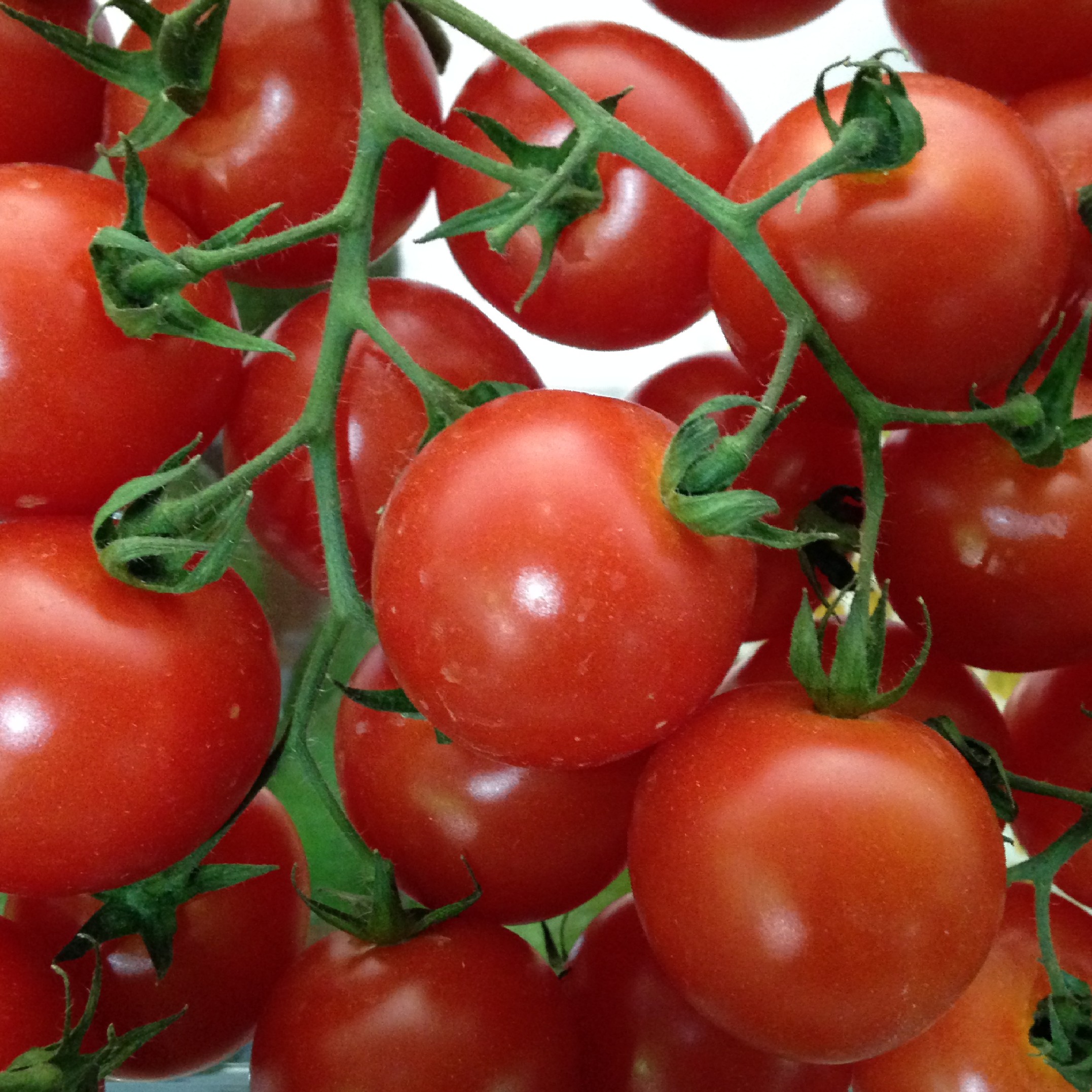Spanish tomato growers have stressed the importance of separate minimum entry prices for round and cherry tomatoes entering the EU market.
