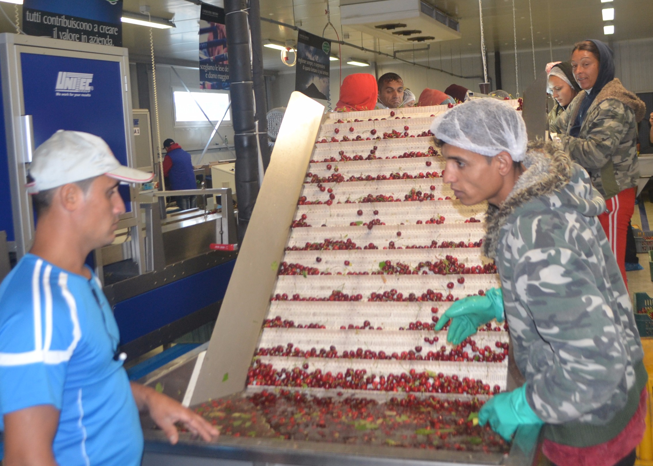 Paradisul Inflorit was founded in 2003 by Italian managers and now spans 70 ha of cherry orchards, with a further 20 ha of young trees planted last year. “We carry out all the processes: we grow cherries, pack and process them, and store them if necessary, etc,” said Fogolin Francesco of Agronomic Consulting.