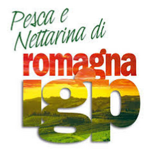 The peach and the nectarine of Romagna, produced only in the typical area that covers the provinces of Forlì-Cesena, Ravenna, Ferrara and Bologna, are the only ones that can boast about PGI brand, the European recognition, that guarantees their uniqueness and emphasizes the close link with the territory of origin, which for its special environmental characteristics and for the historical tradition of the producers, allows to obtain qualitative levels of excellence.