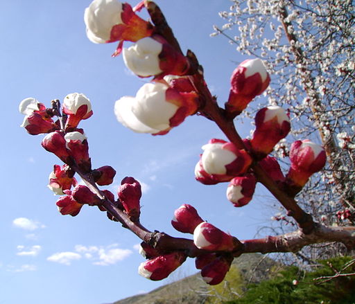 Chemicals are used to thin out stone fruit – rather than doing it by hand or machine – under an invention from the UK’s Fine Agrochemicals Ltd.