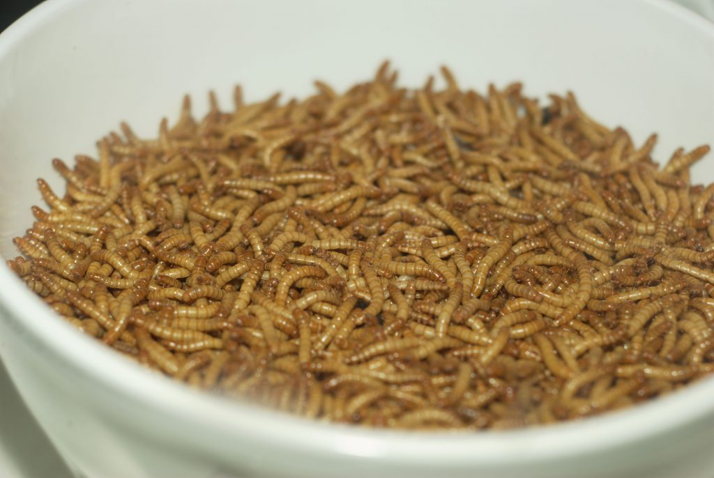 Insects with high potential for food use in the EU: house flies, mealworms, crickets and silkworms