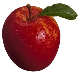 Recent survey results show that as of November 1, this year’s fresh apple holdings in in the United States totalled 117.3 million bushels, down 19% from the record inventories reported of 145.6 million bushels at the same time last year, and 1% above the five-year average of 115.7 million bushels.