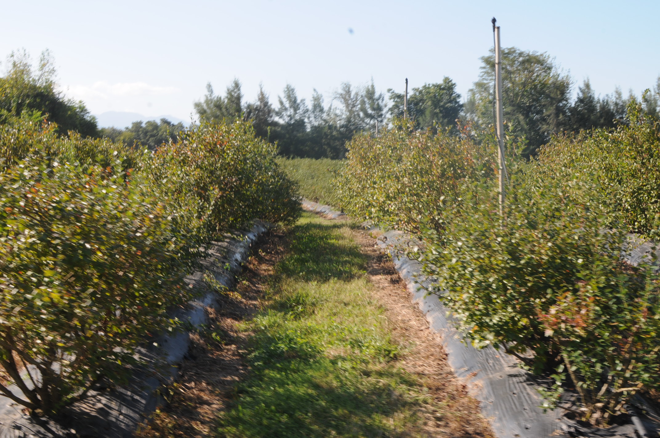 The Argentine Blueberries Committee (ABC) therefore doubts that the auspicious estimates of week 37 will be fulfilled; in fact, everything points to a 12% decrease in fruit volume on 2014, which would mean a total of around 14,500 tons for Argentina.