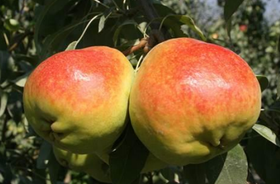 Turkey is the second biggest producer of apples in Europe behind Poland. Turkey’s diverse geographic regions allow for production of 460 varieties of apples, but only 10 of these are marketed commercially.