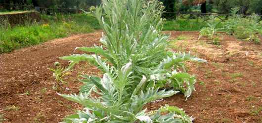 A close relative of artichoke, cardoon is the FAO's Traditional Crop of the Month