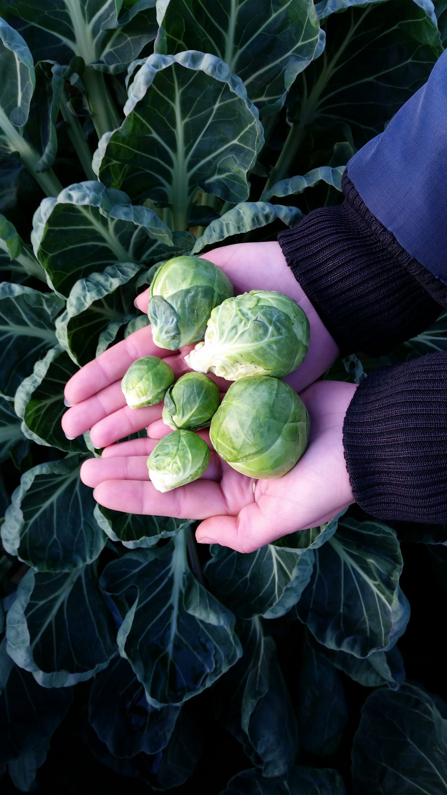 Brussels sprouts are a traditional part of the Christmas dinner in the UK and Tesco says this year’s will be much bigger than usual thanks to an unseasonably warm autumn in Britain.
