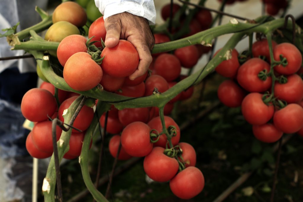 In 2014, 43% of all the volume of tomatoes exported from Turkey went to Russia (336,000 tons).
