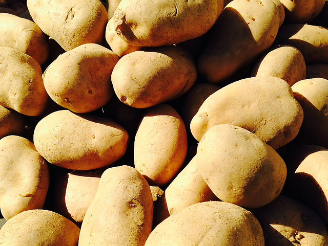 Seed potato production in Europe in 2015: more hectares, normal yield