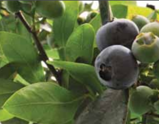 Although the US and the EU are the most valuable export destinations, the ABC (Argentinian Blueberry Committee) is currently working alongside national organisations to open up new Asian markets.