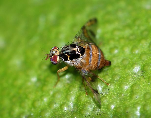 Medfly (Ceratitis capitata) is not known to be established in the US, except for Hawaii, and would pose a serious threat to US agriculture.