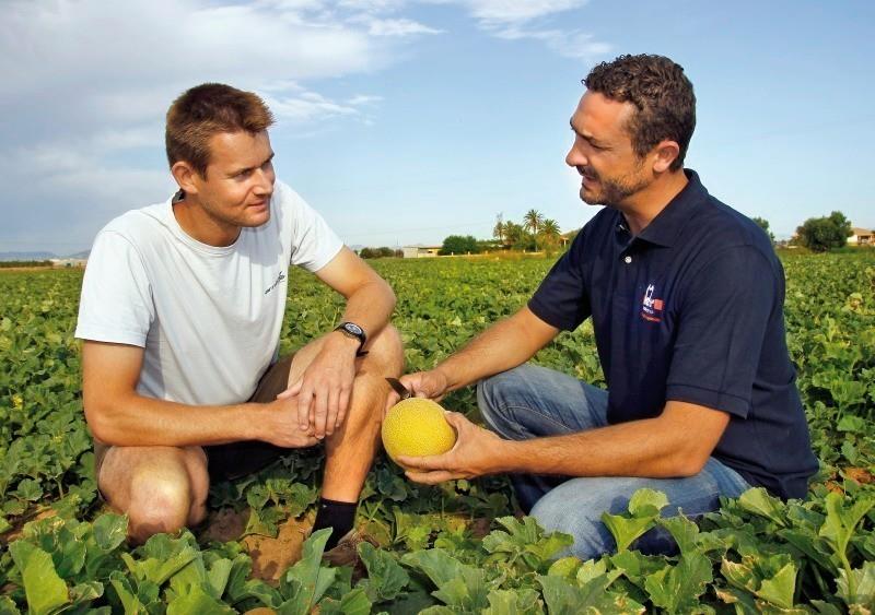 The skin of Bayer's new Galkia melon indicates the best time for harvest by changing from green to yellow.