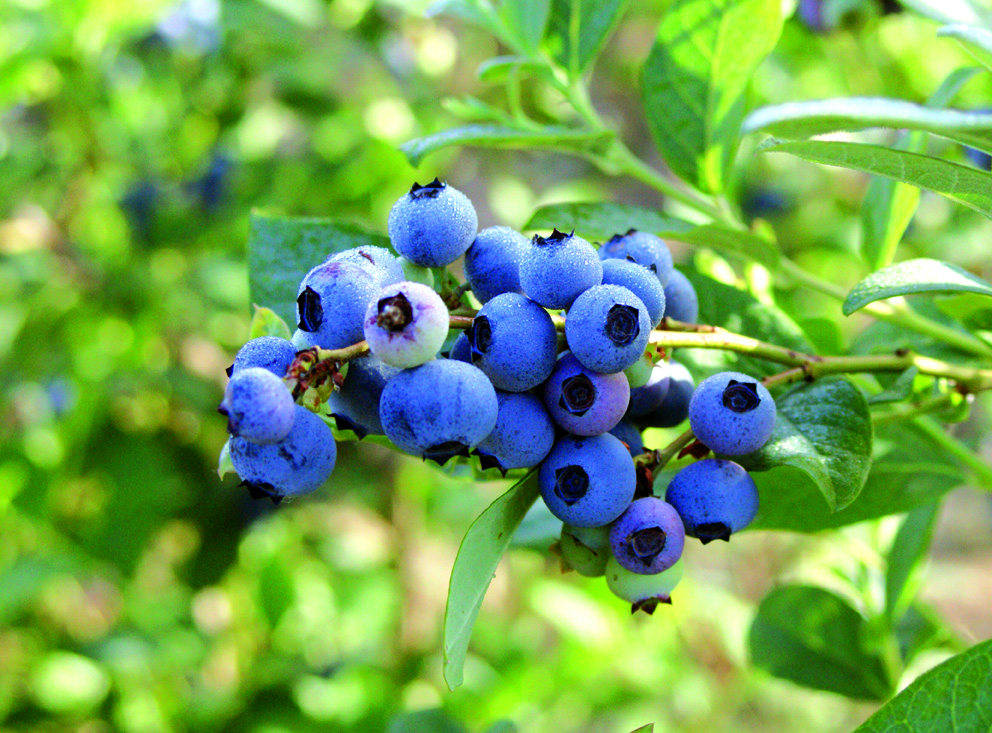 Chile is now the largest exporter of blueberries worldwide and the Southern Hemisphere’s biggest producer, benefitting from the contrasting seasons.