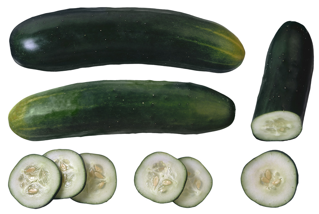 The key to the improved fruit shelf life, is mutation of the “stay green gene” in the cucumber plant