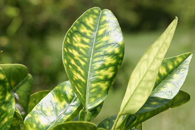 Citrus greening has affected more than 75% of Florida citrus crops and threatens production all across the United States.