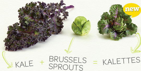 Tozer Seeds takes Kalettes®, their cross between Brussels sprouts and kale, across the pond to the US.