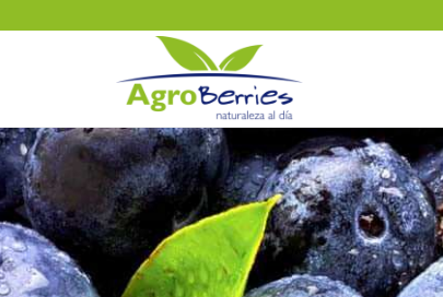 Agroberries has more than 500ha of blueberries planted between Chile and Argentina.