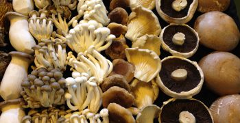 Limit proposed for lead in mushrooms