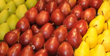 750,000 tons off-season imports of pears worldwide