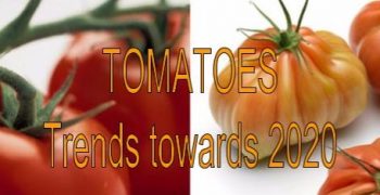 International tomato conference in April