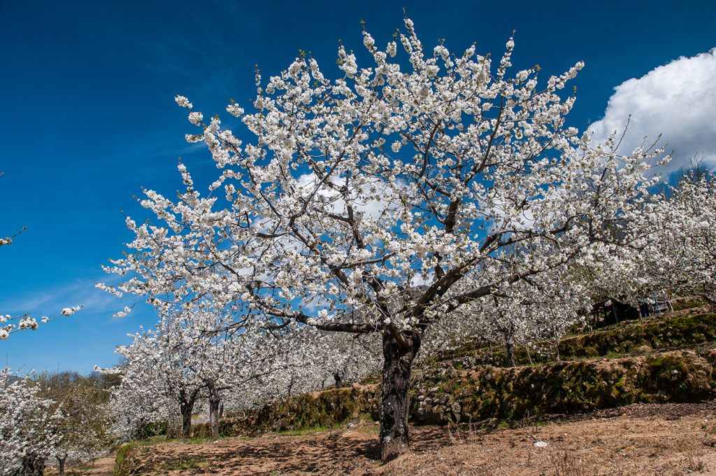 Jerte farmers are planting new cherry orchards that should allow a potential harvest of 24,000 tons are over the next 4 years. 