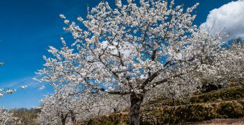 Valle del Jerte cherry improves sorting lines