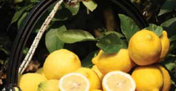 Tight control of supply keeps citrus selling well in Italy