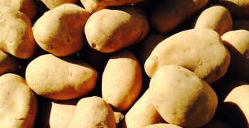 Italian potatoes: smaller quantities but big on quality