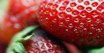 Dutch production of tomatoes, aubergines and strawberries on the rise