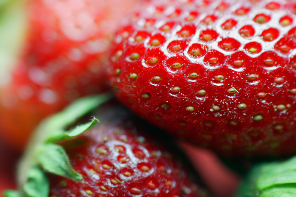 Whereas in 2005, there were 230 ha used for covered strawberry production in the Netherlands, this steadily grew over the years to 280 ha in 2015, an increase of 48%