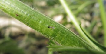 Time to use wasps and gall midges for aphid control in cucumber