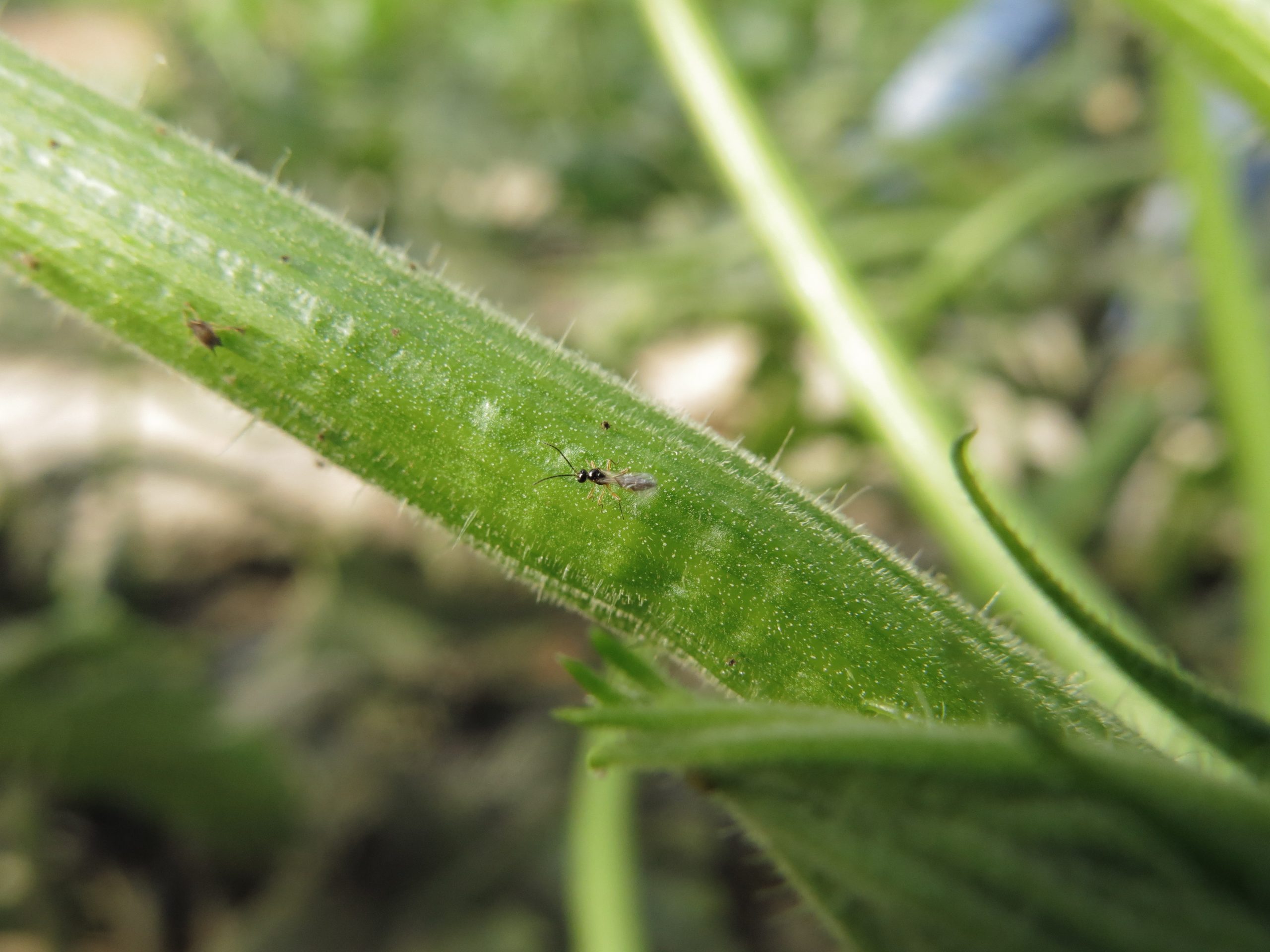 Whether they are used in a preventive or a curative approach, parasitic wasps and gall midges are the cornerstone of a reliable aphid control strategy.
