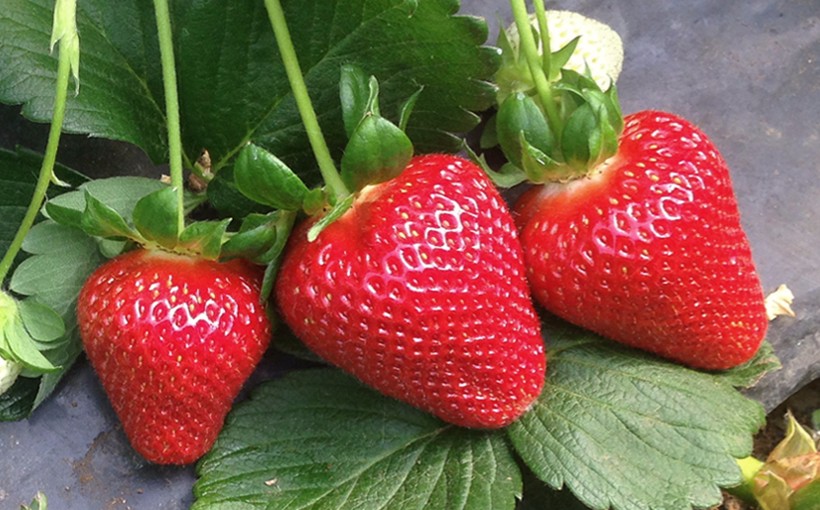 From Italy’s CIV strawberry breeding programme comes the Flavia variety, which is particularly suited for integrated and organic cultivation and is attracting growing interest for the Flaviapvr variety in Spain.