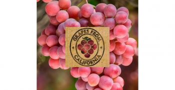 Grapes from California now reach over 60 countries