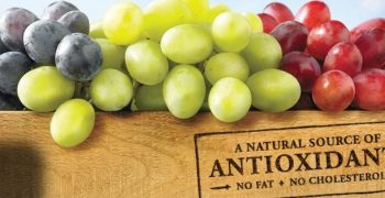 Grape polyphenols help offset harm of high fat diet