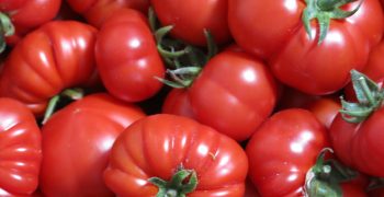 Consumer satisfaction key to increasing tomato consumption