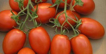Mexico maintains level of tomato exports to US