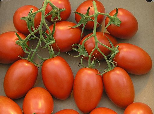The Roma variety now represents more than 62% of total Mexican tomato production as demand for this type of tomato has surpassed the round tomato.