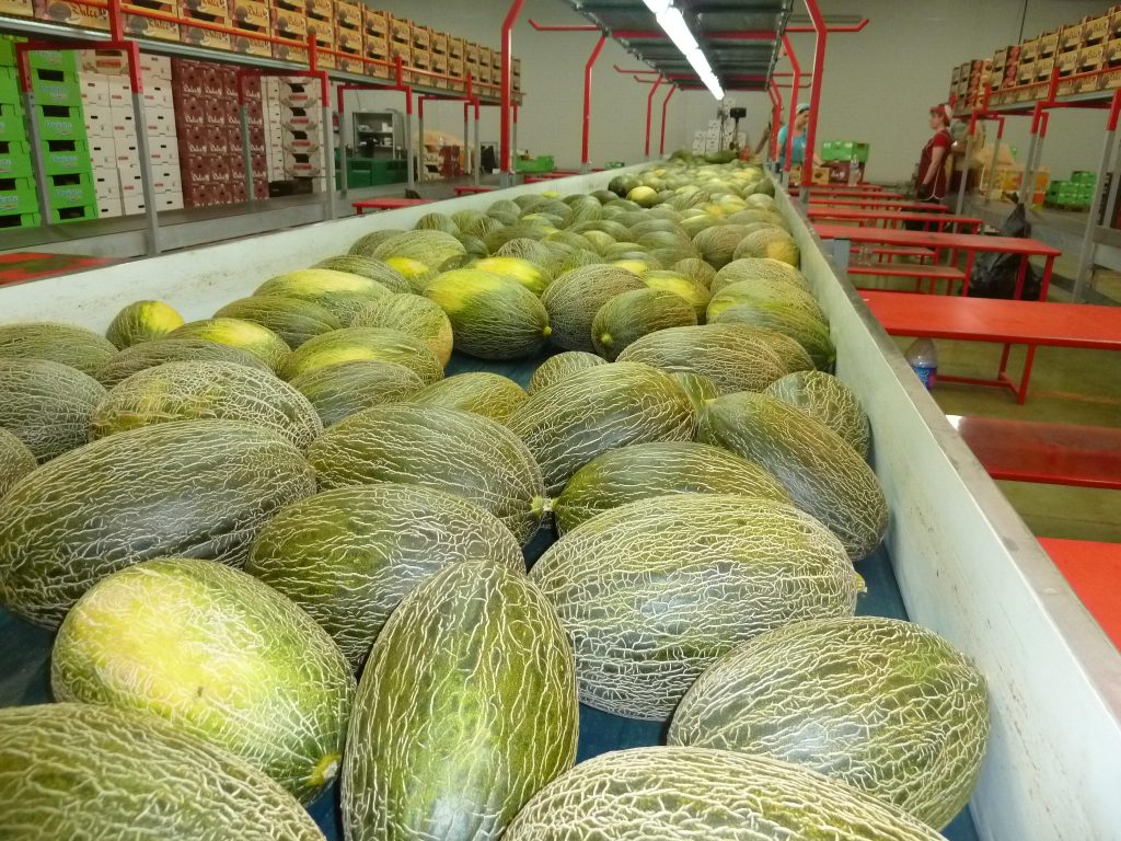 Once again this year, Vegacañada’s Christmas melons will be reaching the markets under the prestigious ‘Dulce de Vega’ brand, which also represents its black and white watermelons, both traditional and seedless, as well as the Fashion watermelon, the prestigious brand that the company trades as a member of the Fashion Group Association (AGF).