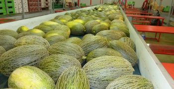 Vegacañada renews its commitment to melon taste & quality
