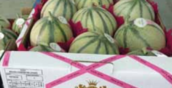 Cano Nature or the Soleil Royal highly select melon