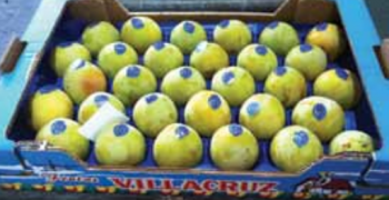 Frutas Villacruz: experts in yellow plum