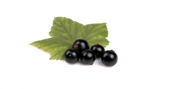 Blackcurrants: Around the World