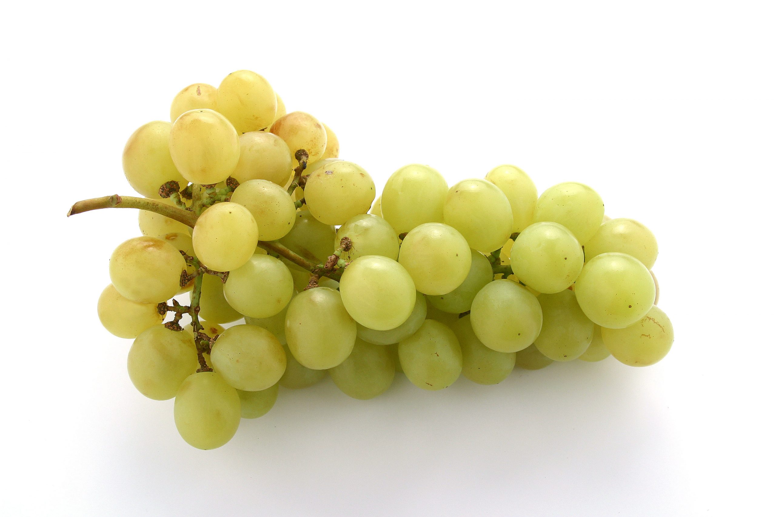 World table grape production is forecast to increase slightly to 21.0 million tons as continued growth in China is mostly offset by declines in Turkey and Chile. Global trade is forecast to contract slightly as lower exports by Chile, Turkey, and the United States only partly offset China’s record exports.