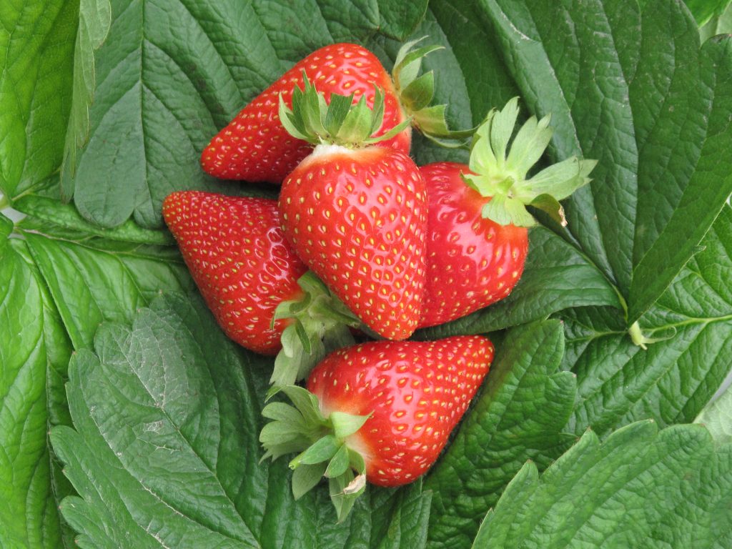 President Pier Filippo Tagliani said the CIV's chief objective is to increasingly target its R&D towards the development of environmentally sustainable, high quality strawberry varieties that “satisfy every player in the supply chain, from the producer to the end user, at international level.”