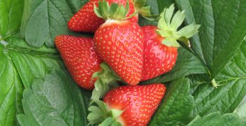 Muranopvr strawberry now also popular in Holland, Belgium