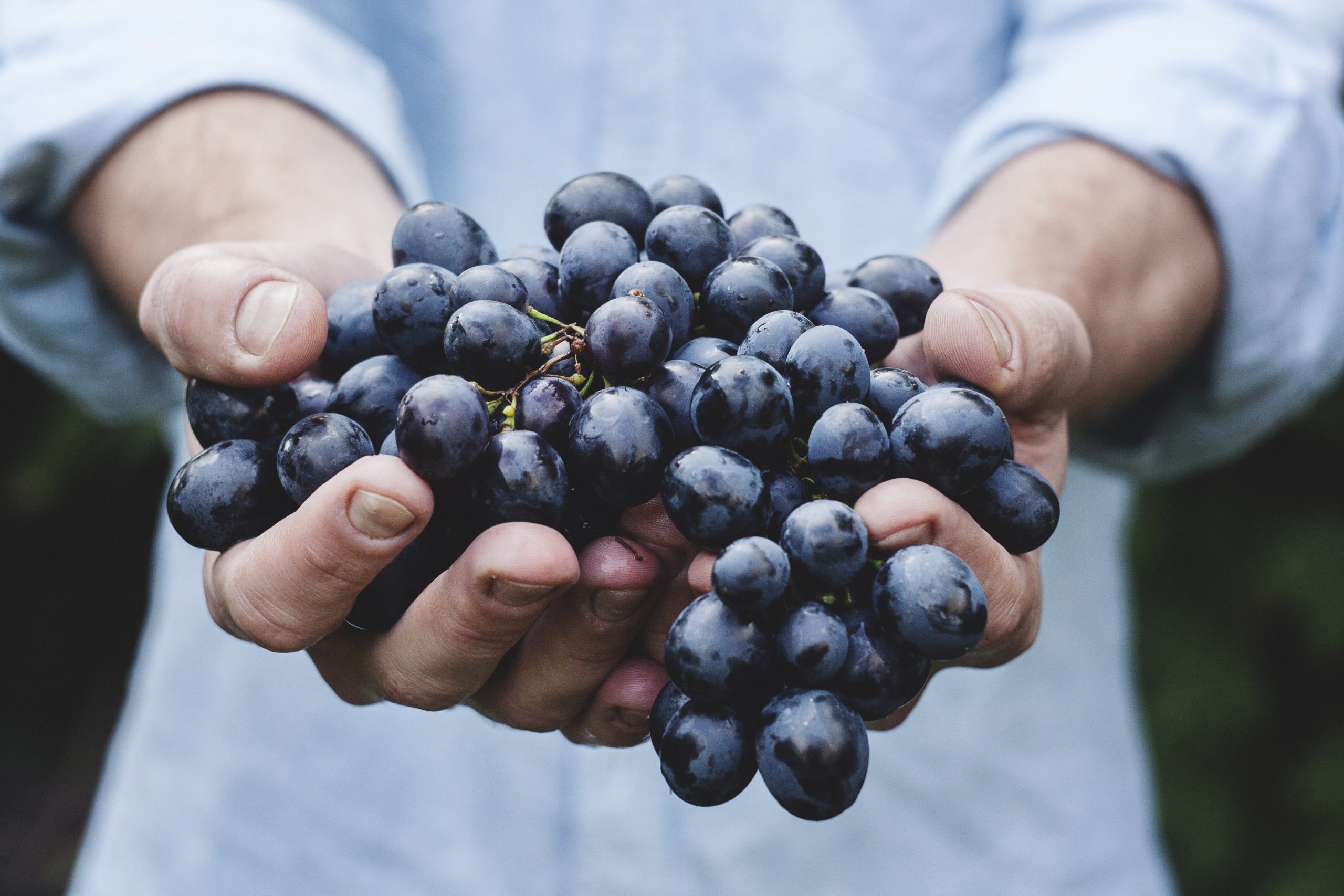 Nielsen figures show that the grape category was worth $2.7 billion in retail sales in the United States in the 52 weeks to May 28 this year, a figure 6.7% higher – equal to  $169.6 million – than that for the same period a year ago.