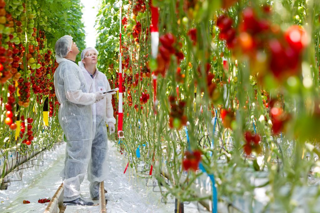 During the open day on June 3 in its Tomato Experience Centre in ‘s-Gravenzande, De Ruiter Seeds showed its visitors as many as 350 different tomato varieties, mostly De Ruiter Seeds varieties.