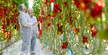 De Ruiter Seeds connects to market demands